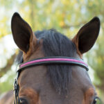 Browband