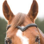 Browband