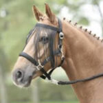 Browband